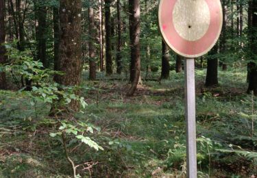 Tour Wandern Labastide-Rouairoux - champignons  - Photo