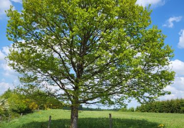 Trail Walking Fauvillers - Fauvillers 120525 - Photo