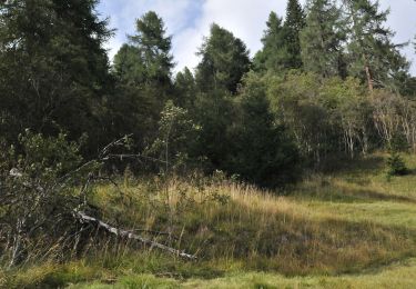 Trail On foot Toblach - Dobbiaco - IT-60 - Photo