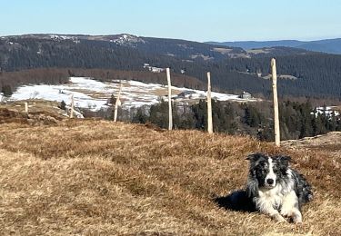 Tocht Stappen Stosswihr - Les 3 Fours - Ohneck - Col de Flachimont - Photo