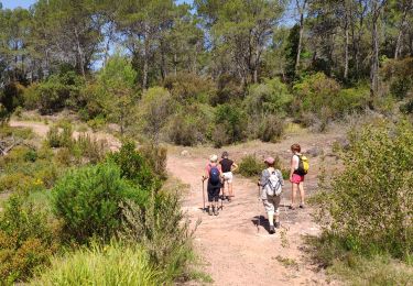 Trail Walking Roquebrune-sur-Argens - z forêt de Raphèle 04-06-19 - Photo