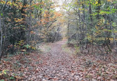 Tocht Stappen Cardeilhac - arboretum de cardeilhac  - Photo