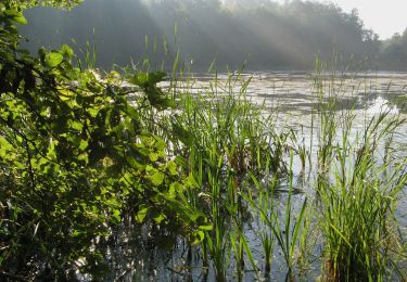 Trail On foot Łobez - Lobeliowe Jezioro i Wilczy Gród - Photo