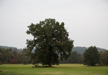 Excursión A pie Sankt Johann in der Haide - Rohr bei Hartberg Weg 10 - Photo