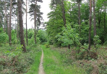 Tocht Stappen Choisy-au-Bac - en forêt de Laigue_14_05_2021_les Chemins du Plessis-Brion et de la Voie de l'Eau - Photo