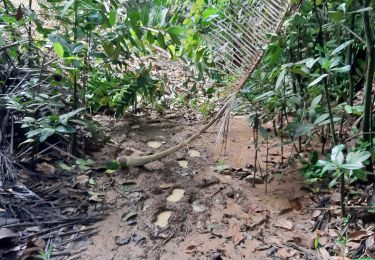 Tour Wandern Le Lorrain - Crabiere eboulement - Photo