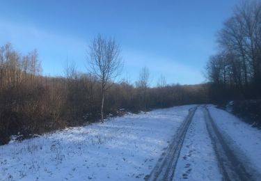 Trail Walking Chimay - La Fagne de Chimay - Photo