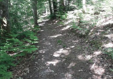 Tour Wandern La Londe - La Londe 76- 13 km - Photo