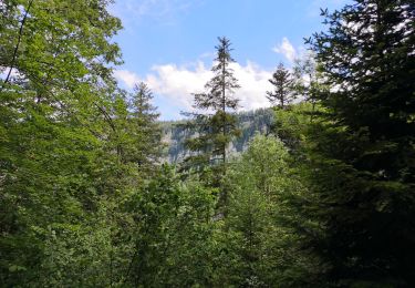 Percorso Marcia Villers-le-Lac - Saut du Doubs  - Photo