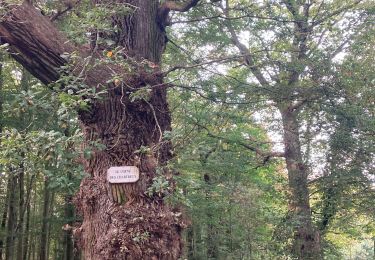 Percorso Marcia Forest-l'Abbaye - Forest l’Abbaye  - Photo