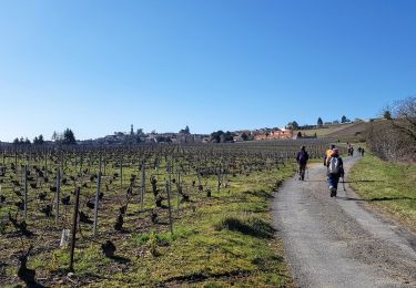 Trail Walking Châtillon-sur-Marne - Châtillon-sur-Marne du 28-02-2021 - Photo