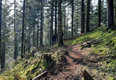 Percorso Camminata nordica Écouves - sur les chemins de trail en Ecouves  - Photo