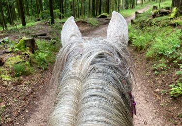 Tour Reiten Schönenberg - Acpl champ du feu yoigo Tivio  - Photo