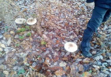 Tour Wandern Plaisir - Forêt de Ste Appoline - Photo