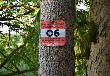 Tour Zu Fuß Lunz am See - Rund um den Lunzer See - Photo