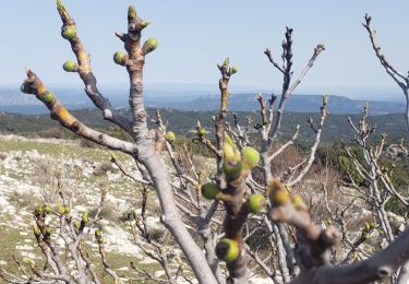 Randonnée Marche Vauvenargues - petite marche Sainte Victoire - Photo