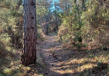 Trail Walking Château-Arnoux-Saint-Auban - CHATEAU ARNOUX. CRETE DES AMARINES . CIRCUIT DES BRUYERES O L. S - Photo