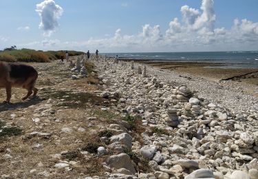 Trail Walking Saint-Denis-d'Oléron - chassieon - Photo
