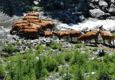 Randonnée Marche Abriès-Ristolas - Grand belvédère du mont Viso depuis l'Echalp - Photo