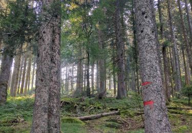 Tocht Stappen Thélis-la-Combe - 240824 thelis - Photo