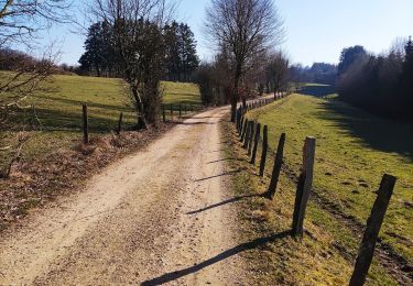 Trail Walking Bütgenbach - Promenade le long de la Warche   - Photo