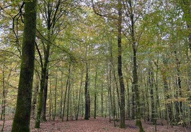 Trail sport Saint-Léger - Châtillon  - Photo