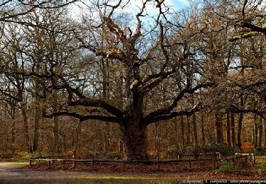 Percorso A piedi Montgeron - forêt de Sénart à Brunoy - Photo