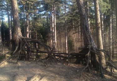 Trail Walking Kasterlee - Lichtaart - Herentals - Photo