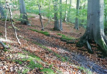 Tour Wandern Brakel - Everbeek/Brakel: Haeyesbos - Livierenbos - Maandagkouter - Photo