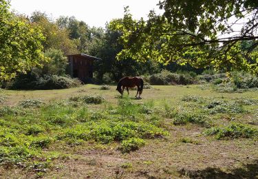 Trail Walking Saint-Martin-le-Beau - Saint-Martin-le-Beau - PR Entre Vignes et Forêts - 11.8km 120m 2h45 (45mn) - 2023 10 07 - Photo