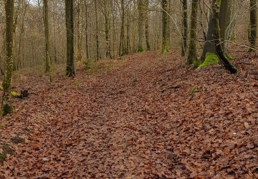 Tocht Stappen Couvin - Brûly de Pesche - Photo