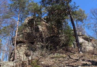 Tour Zu Fuß Gemeinde Kirchschlag - Kirchschlag - Radigundenstein - Anschluß an Marienweg - Photo