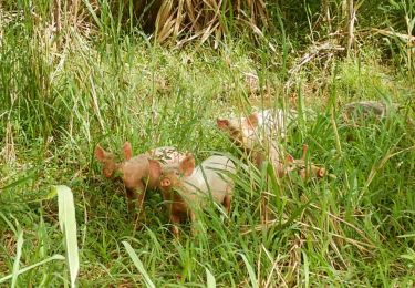 Trail Walking Sainte-Rose - RANDO MORNE ROUGE  - Photo