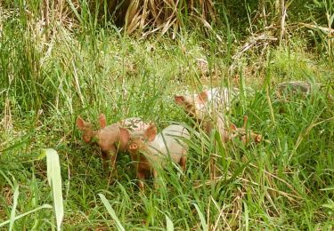 Tour Wandern Sainte-Rose - RANDO MORNE ROUGE  - Photo