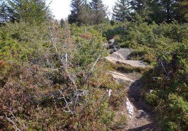 Trail Walking Luttenbach-près-Munster - Autour petit ballon - Photo