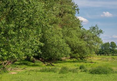 Tour Zu Fuß Walsdorf - Rundweg Lisberg L 3 