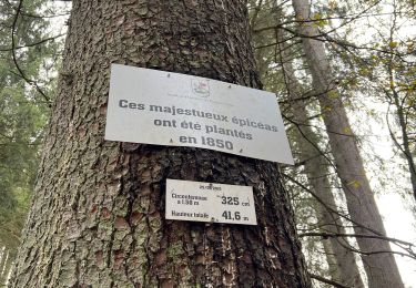 Randonnée Marche Stavelot - Francorchamps - Photo
