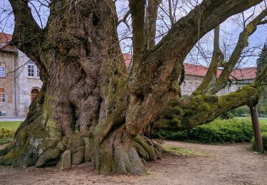 Tocht Te voet Königslutter am Elm - Zielwanderweg Königslutter-Lutterspring-Tetzelstein - Photo