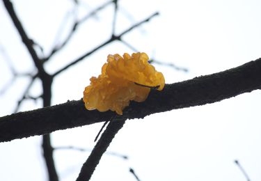 Percorso A piedi Soltau - Wanderweg Weihe - Photo