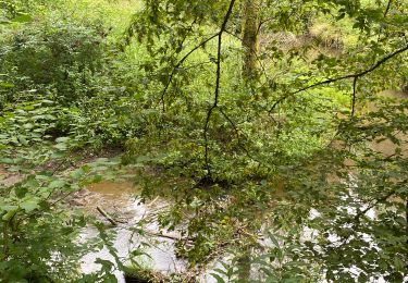 Trail Walking Ciney - Chevetogne  - juin 2025 - Photo