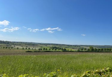 Tocht Stappen Olne - Neuvilles - Photo