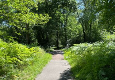 Trail Walking Vieux-Moulin - en foret de Compiègne_38_07_2021_sur la Route Eugénie - Photo