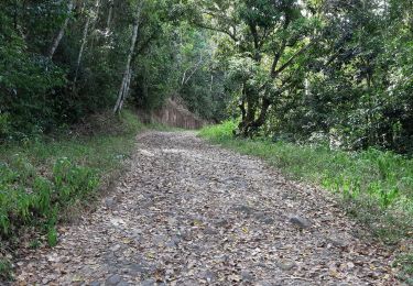 Tocht Stappen Les Trois-Îlets - Haut de la pagerie vers Ancinel - Photo