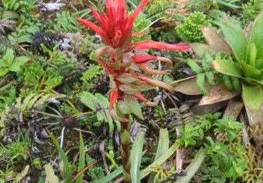 Trail Walking Saint-Claude - la soufriere - Basse Terre - Photo