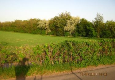 Randonnée A pied  - Weiherweg Wollmesheim - Photo