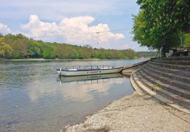 Tocht Te voet Rüdlingen - Rüdlingen - Ellikon am Rhein - Photo