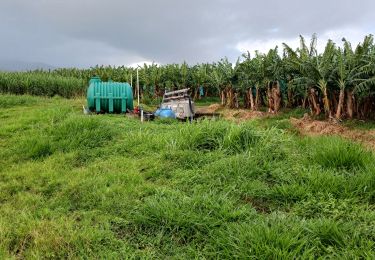 Tocht Stappen Basse-Pointe - Exploitations agricoles en boucle N°1 - Photo