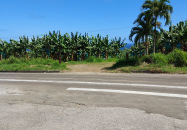 Trail Walking Le Lorrain - Morne Pomme - Photo
