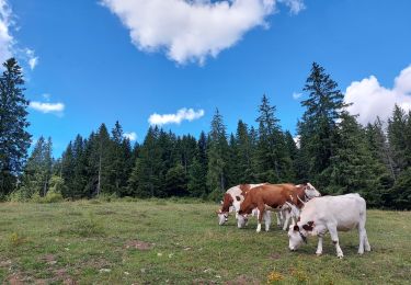 Randonnée Marche Bellefontaine - Le point de vue de la roche devant - Photo