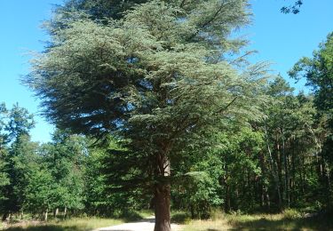 Tocht Stappen Fontainebleau - izatys 5 juillet 2022  - Photo